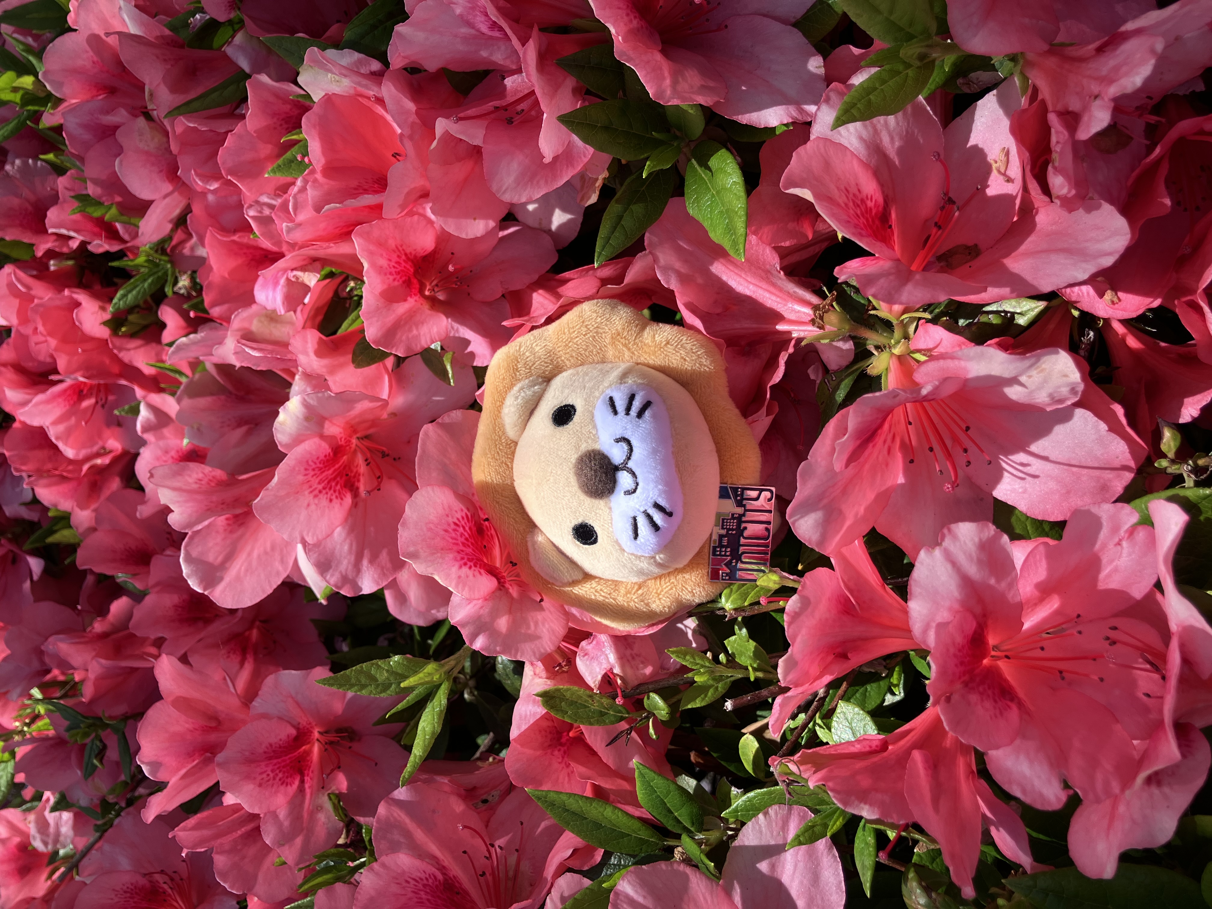 ツツジとライオン